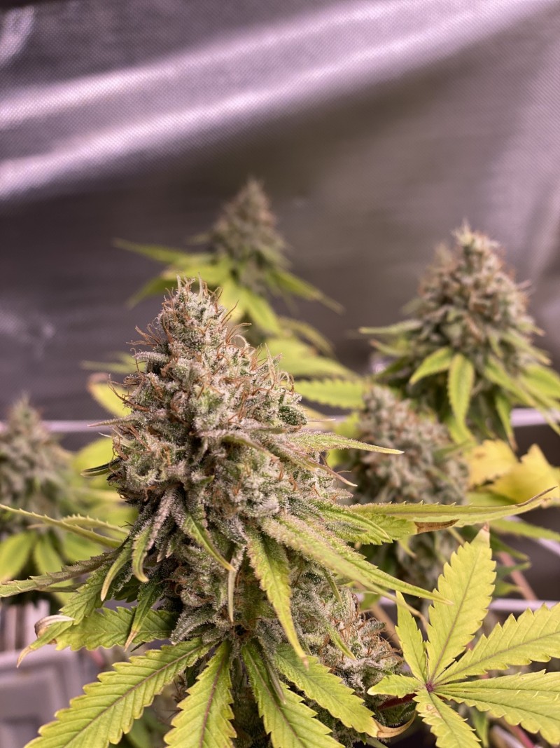 FD8C3ED8-796D-4BA5-9708-CA9A78CC280E