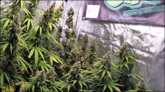 6EBBC780-5ABF-4AC5-AEE2-8328354152AD