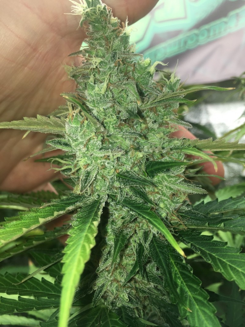 0DD5B1C9-C82F-4CF3-B72E-2D0D7A2FF7C5