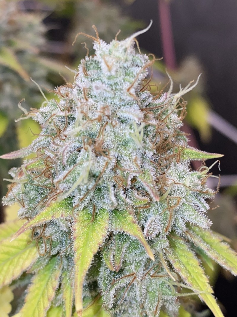 4F1F0106-6A02-441B-A77B-AECFA0465A19