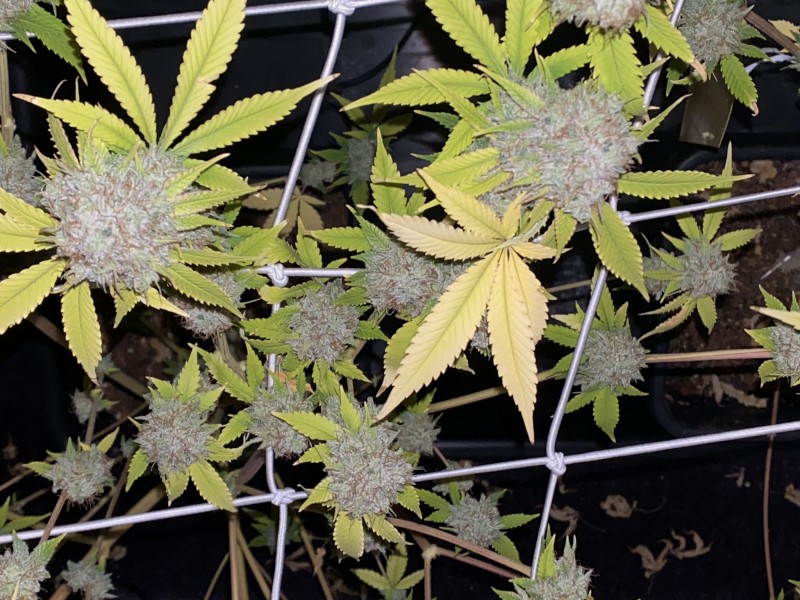 D38A380E-9C91-4957-B15E-452D7F7BD3FF