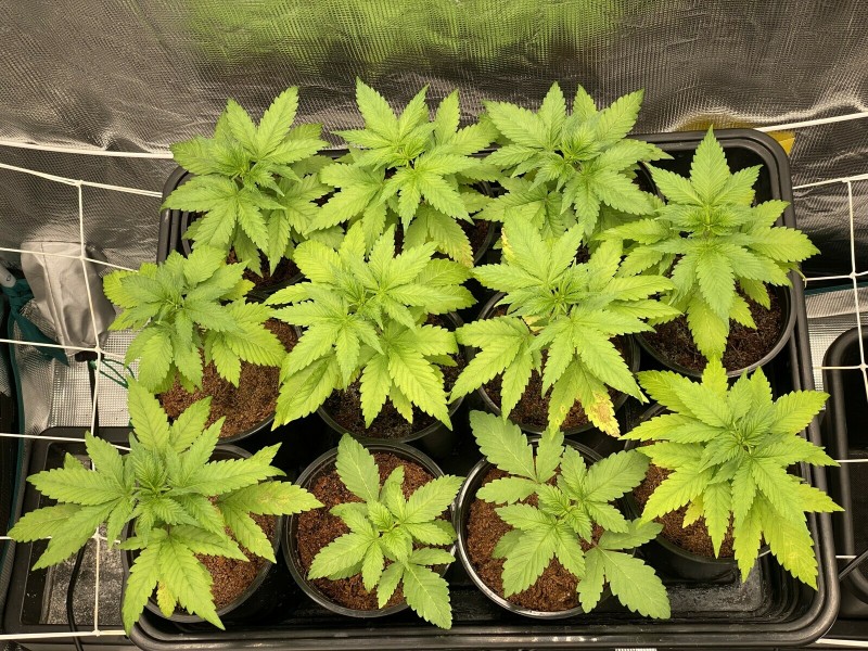 3CF7E9FA-BCB3-458A-9349-19A3208025C7