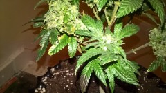 WP_20200930_23_17_32_Pro