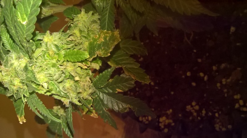 WP_20200930_23_16_39_Pro