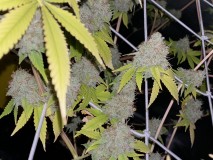 4BA2E379-A61A-41C1-9F4C-25F2430CB416