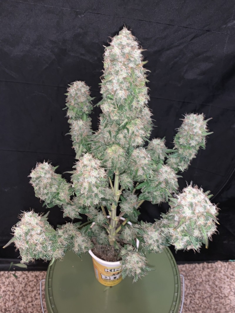 27B59E7A-5B23-4DD8-9DA9-EEA91A04D34E