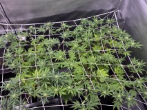 4A686590-8C74-400C-8C65-F5409EC17E2F