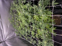 C122120E-743A-4591-9510-5160FEA88A29