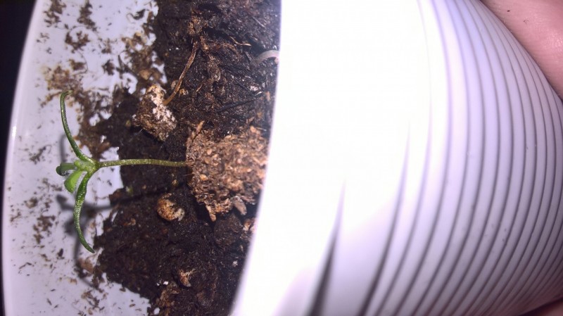 WP_20201002_13_04_04_Pro