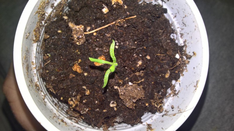 WP_20201002_13_05_03_Pro