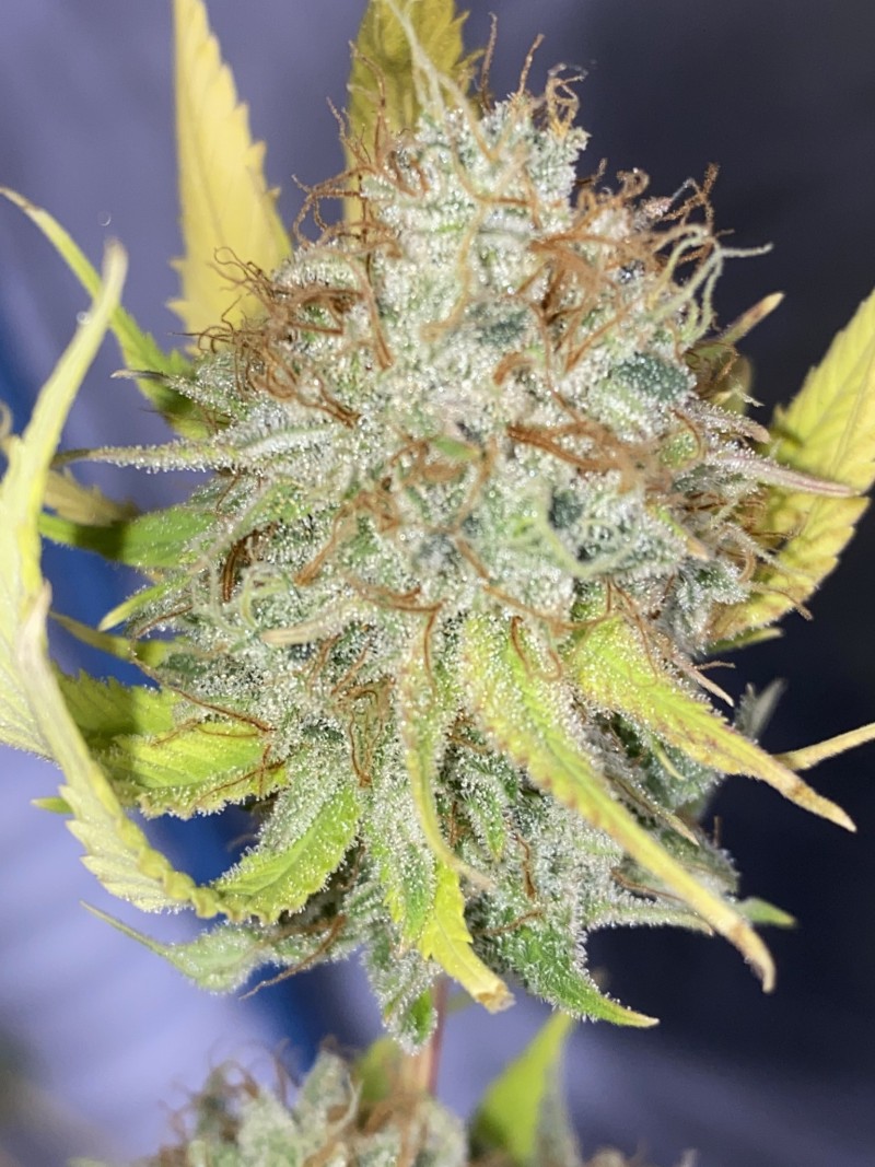 2E3EFA42-A896-459C-BD1C-D2D46DD1E745