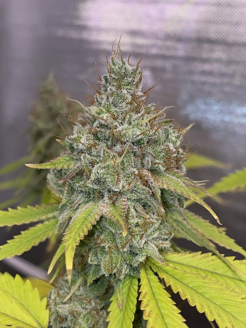 83F7595D-5920-4BB0-A077-179A5AB49A6D