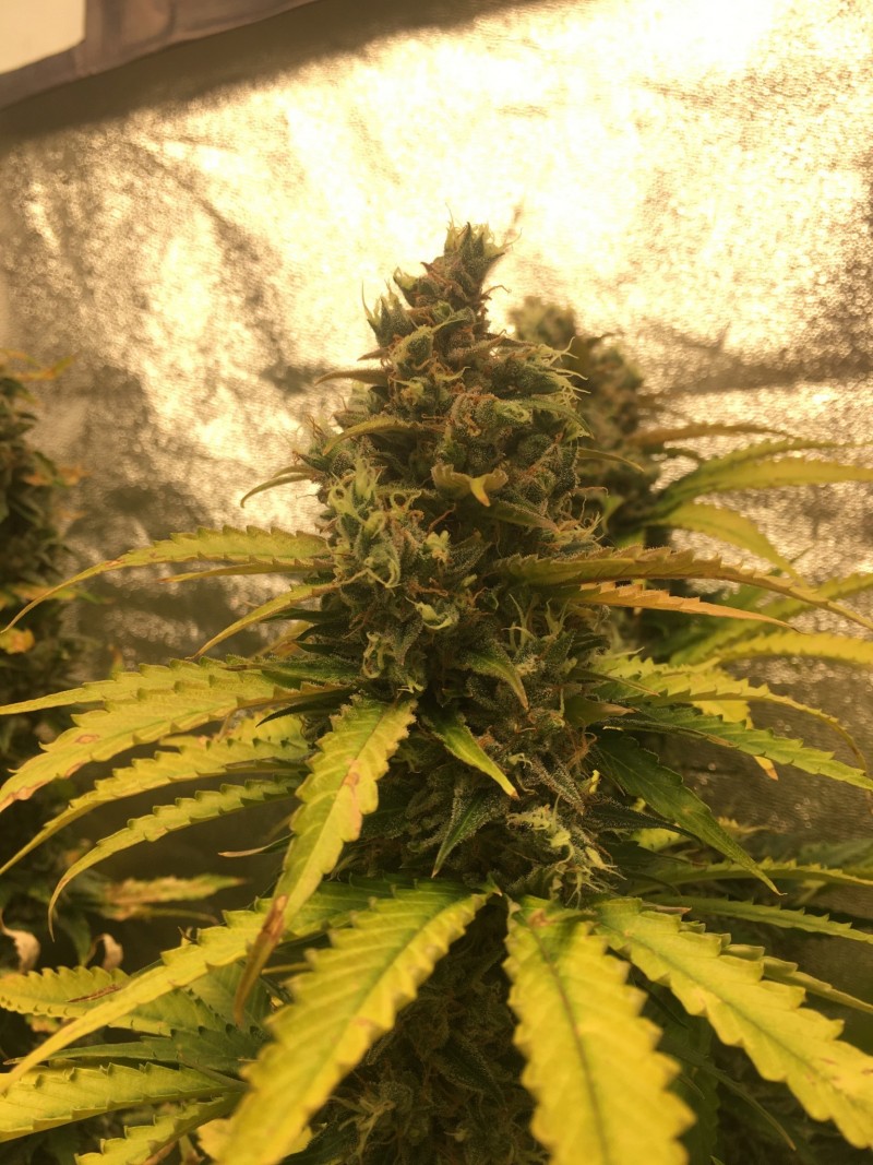 95D0FEEA-A8AD-48FF-8D85-CC9257204272