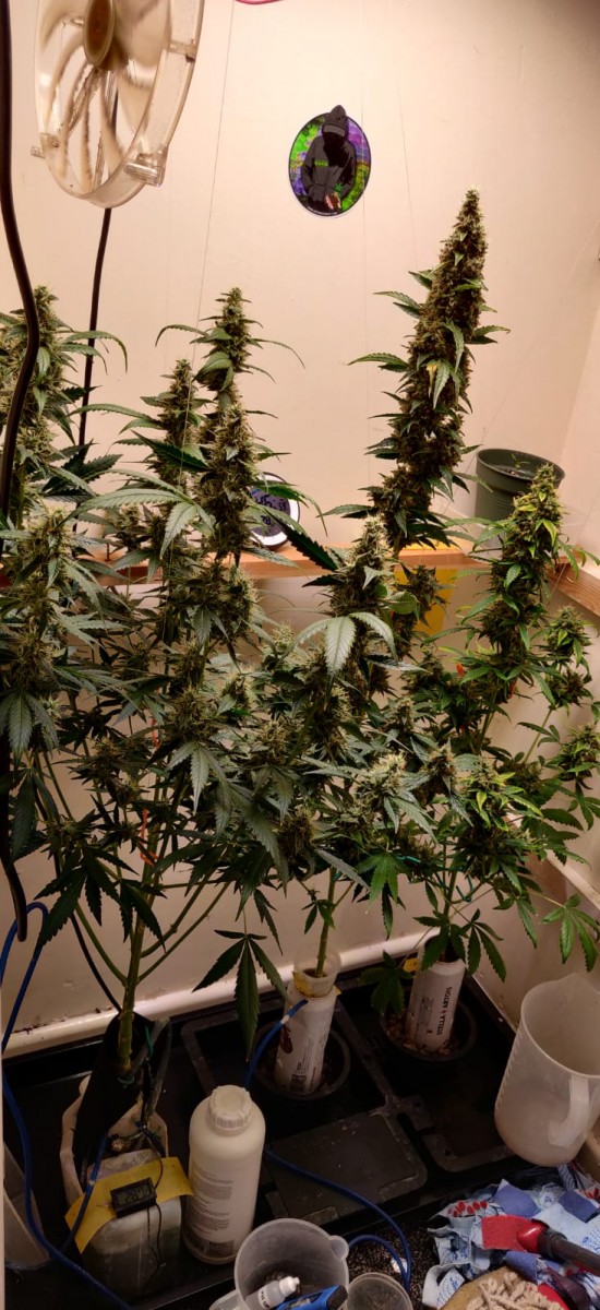 GroupPic90DaysOldTropicalCookies