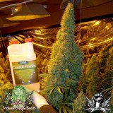 Trichome_Jungle_Seeds_-_Kalishnapple_Kush