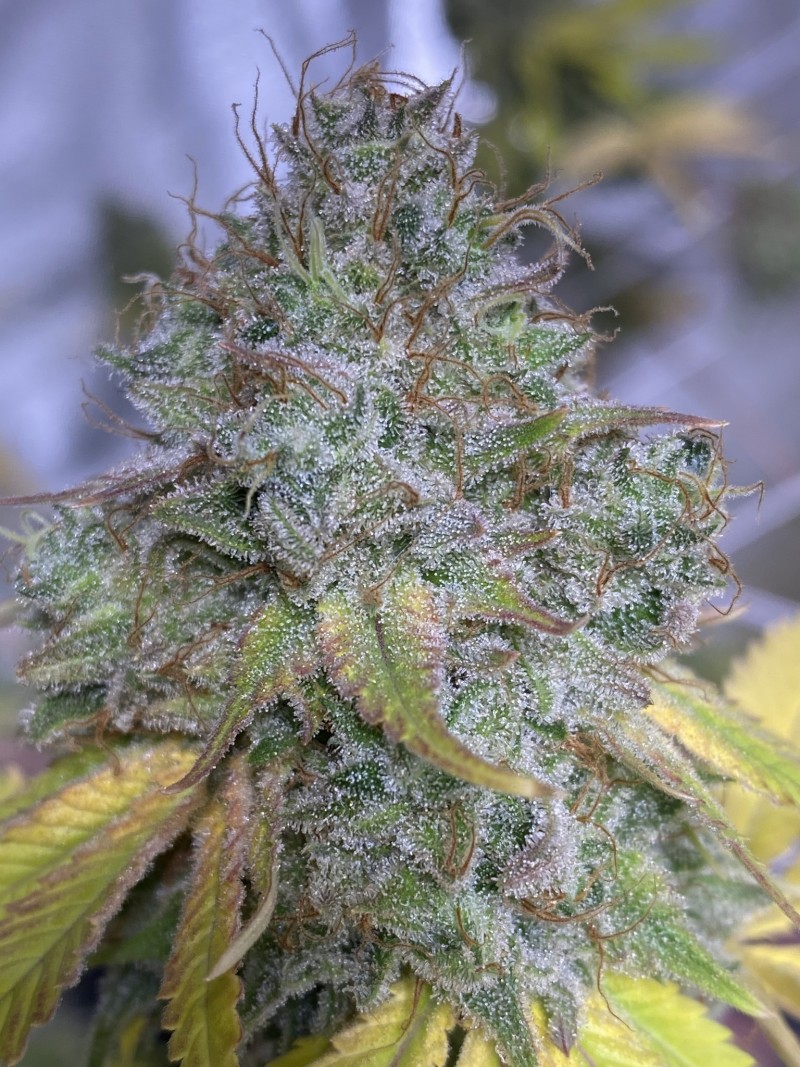 3D257681-00EE-4C59-88CD-F6655DCF3E8E