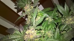 WP_20201009_20_42_34_Pro