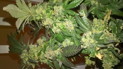 WP_20201009_20_48_27_Pro