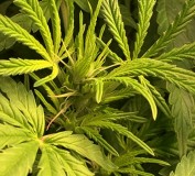 10AFB226-3E72-4D4E-9CB1-F09845E22E55