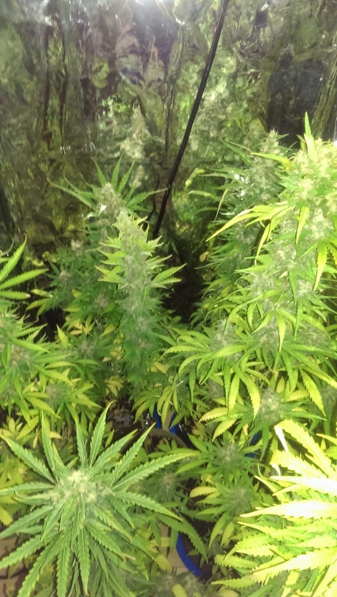 received_1036862213431021