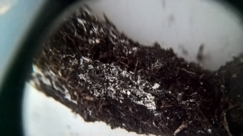 WP_20201012_18_16_21_Pro