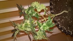 WP_20201012_19_23_43_Pro