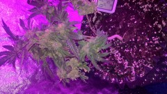 WP_20201016_17_24_43_Pro