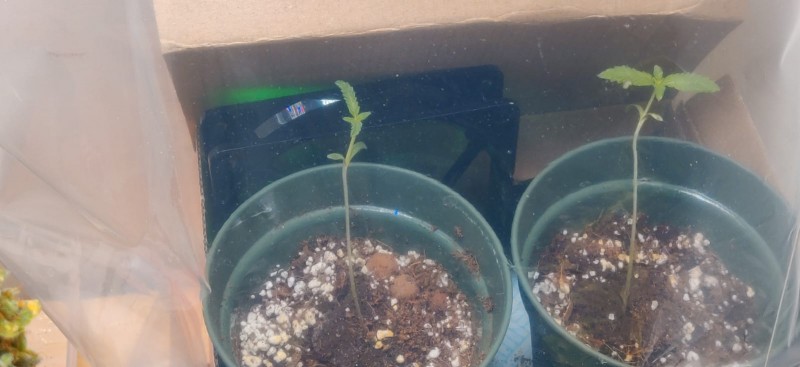 seedlings