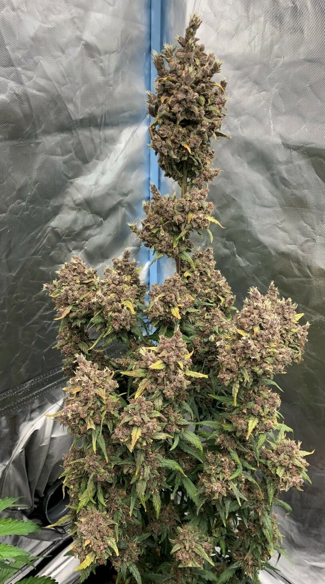 7205EC8C-642F-4FA8-B9EA-2E84F2B56283