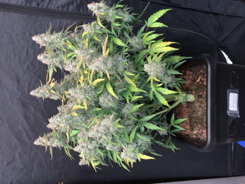 C67A380A-31A1-4F6E-89CF-4019F564A7D6