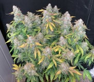 95098AF4-1888-4D8E-A263-2322AAED6772