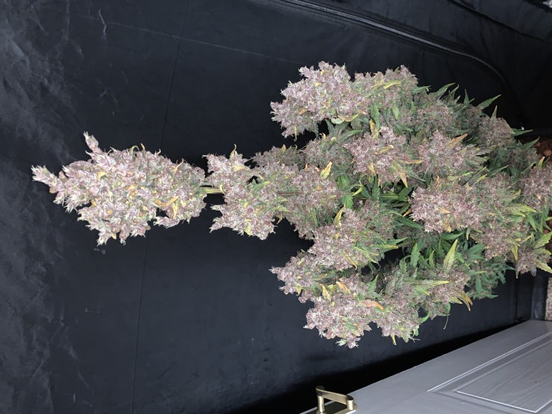 2C95FAB8-E759-4EB4-8005-8F592C0F1C5E