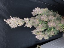 2C95FAB8-E759-4EB4-8005-8F592C0F1C5E