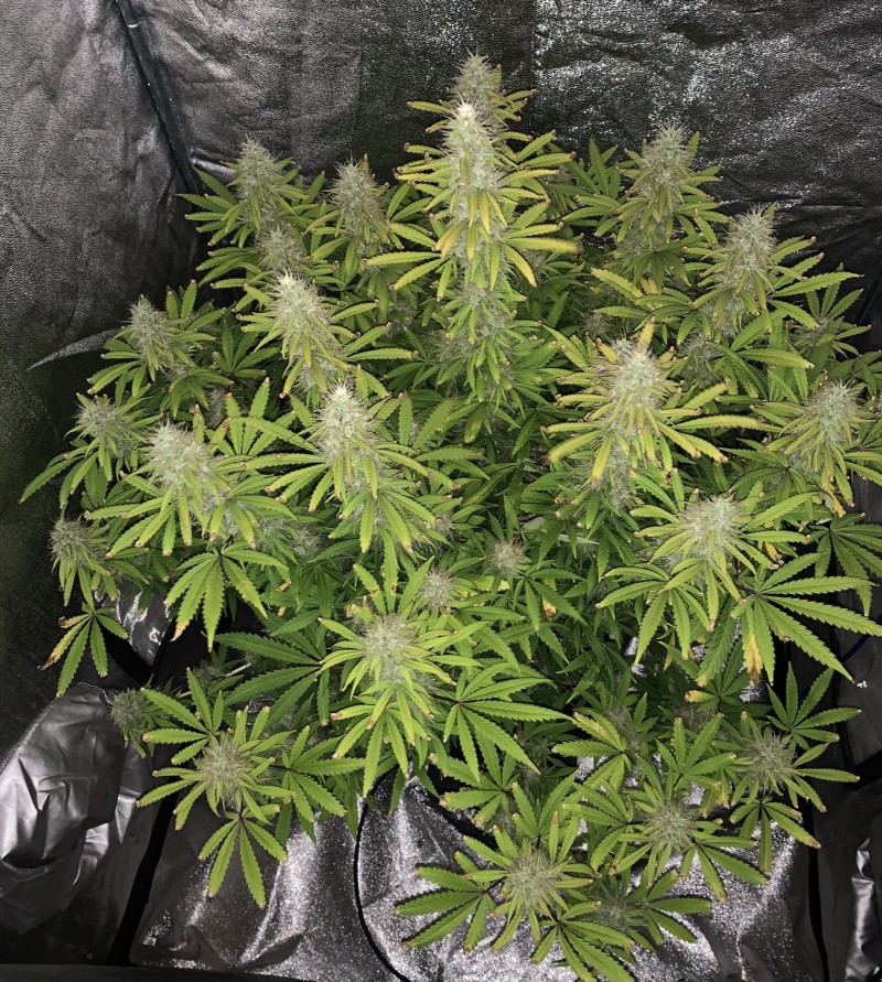 7933B9FC-0EEA-435D-B8BF-A50D0C5AB52B