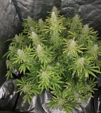 7933B9FC-0EEA-435D-B8BF-A50D0C5AB52B