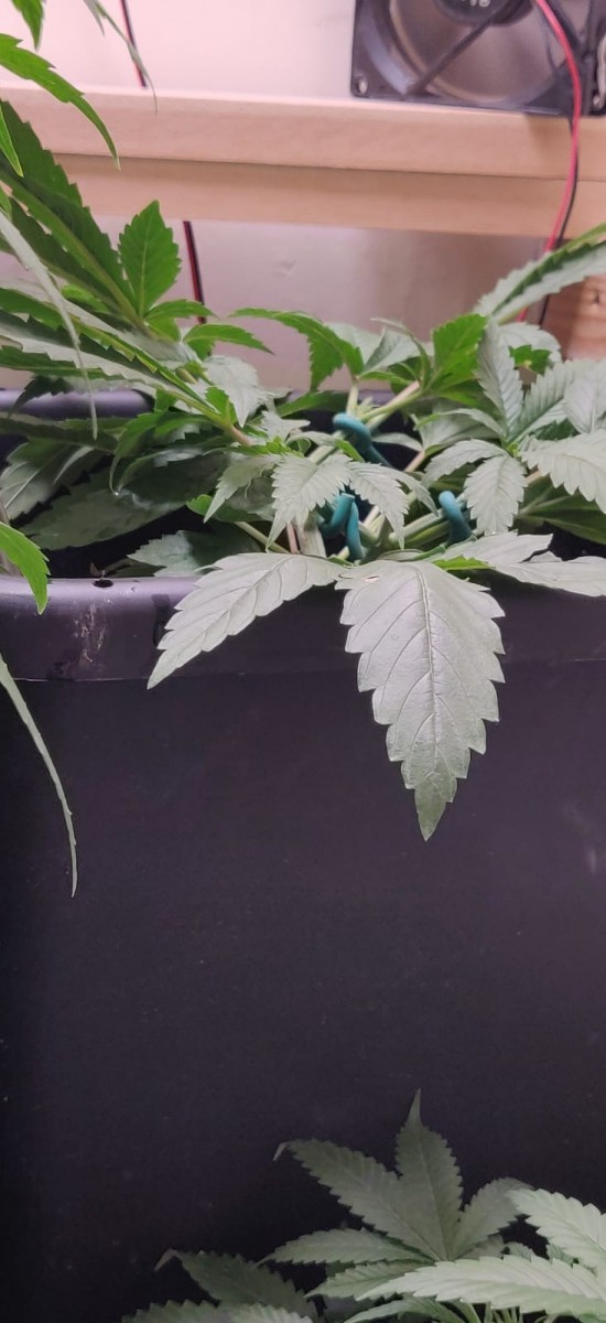 MainLineStage3AfterHeight