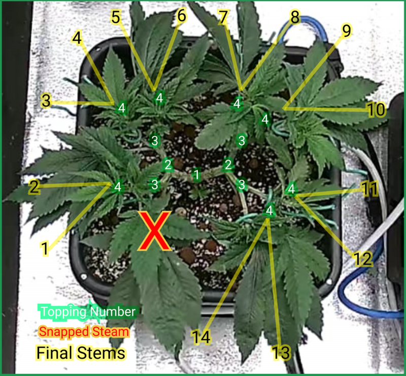 PlantOneFinalMainLine