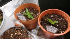 obscura1606668424683