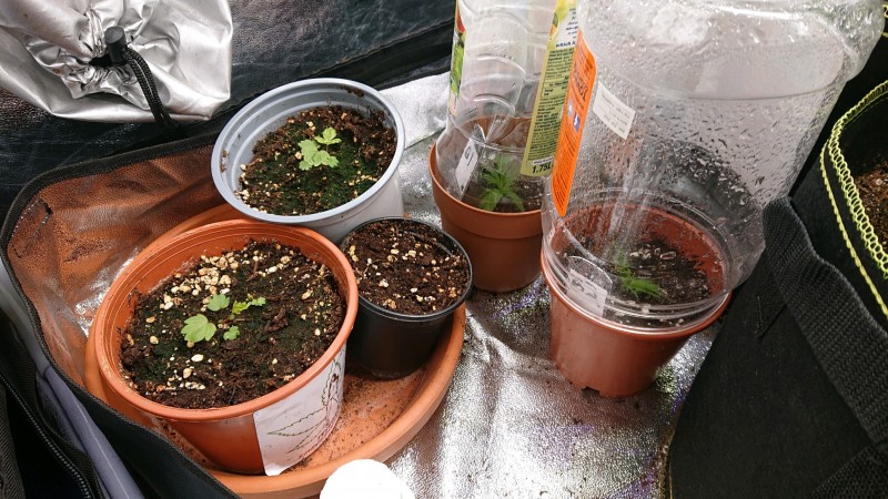 obscura1606740056961