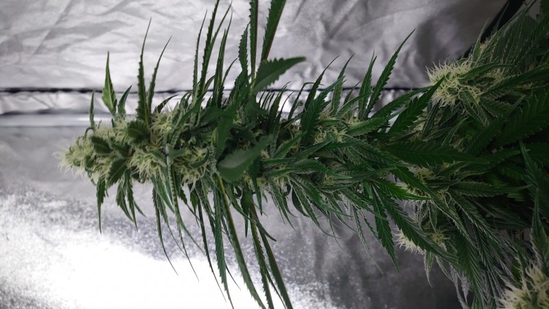 DSC_0582_1606584339316