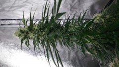 DSC_0582_1606584339316