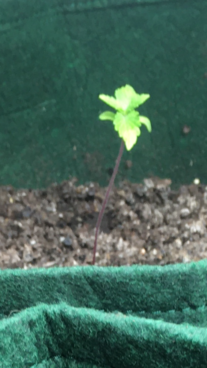 C6BCFF30-9572-435C-B957-14BA1A601F92