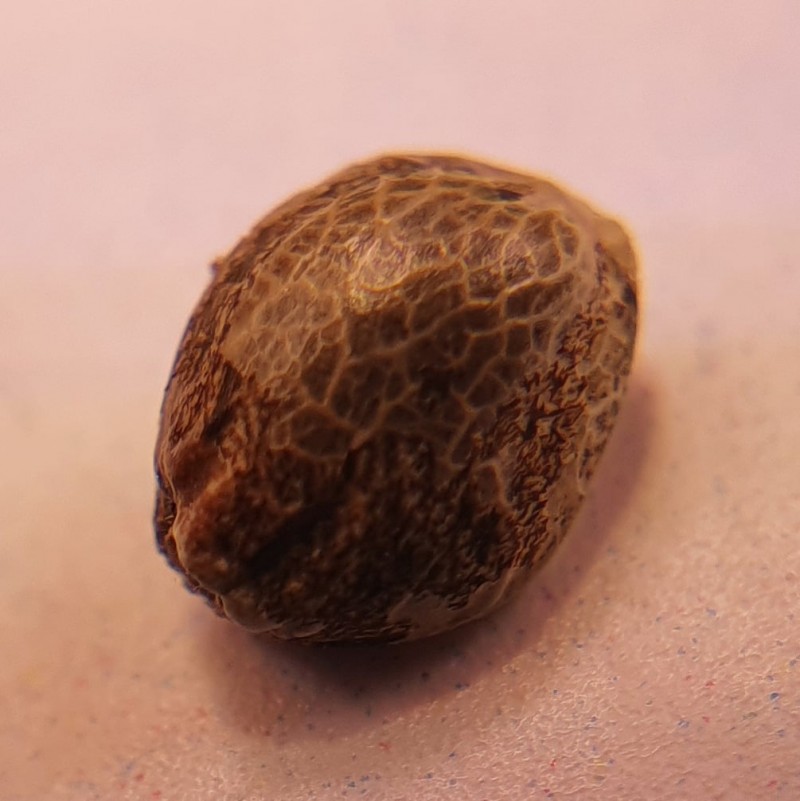 IMG_20201202_151538_560