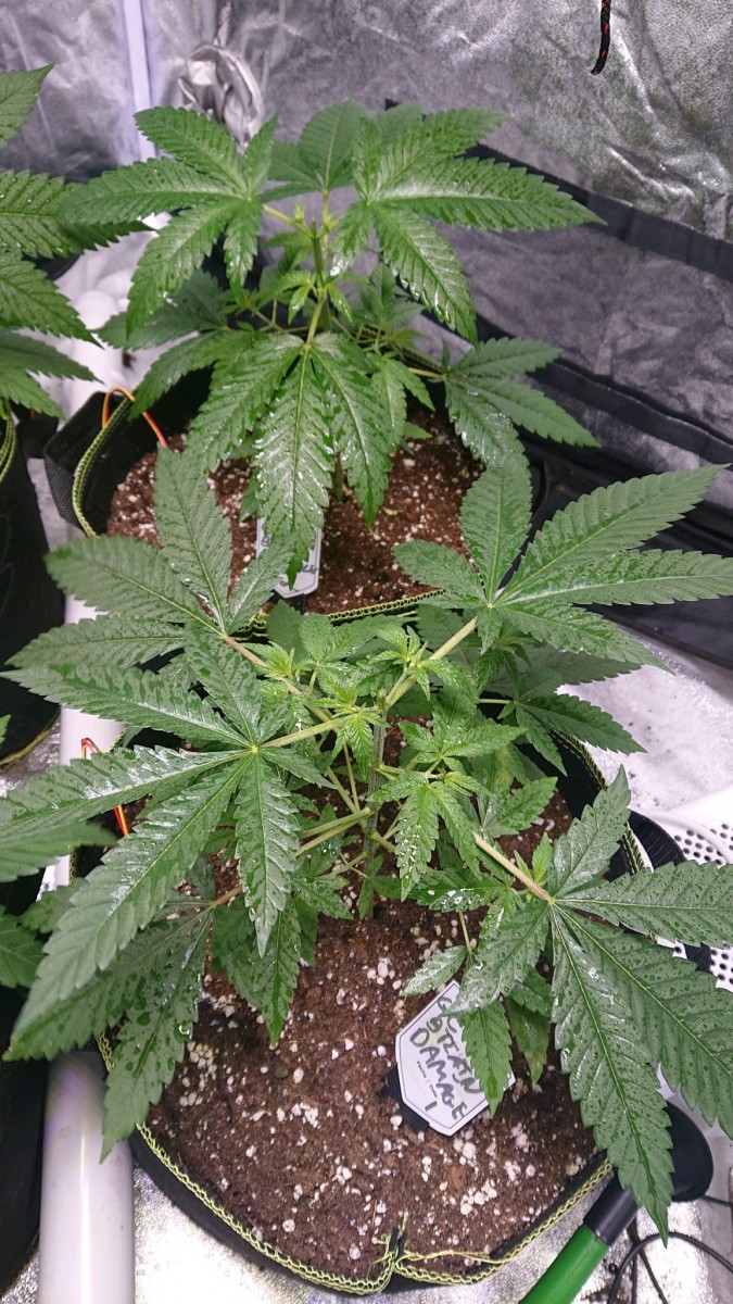 obscura1607026359811