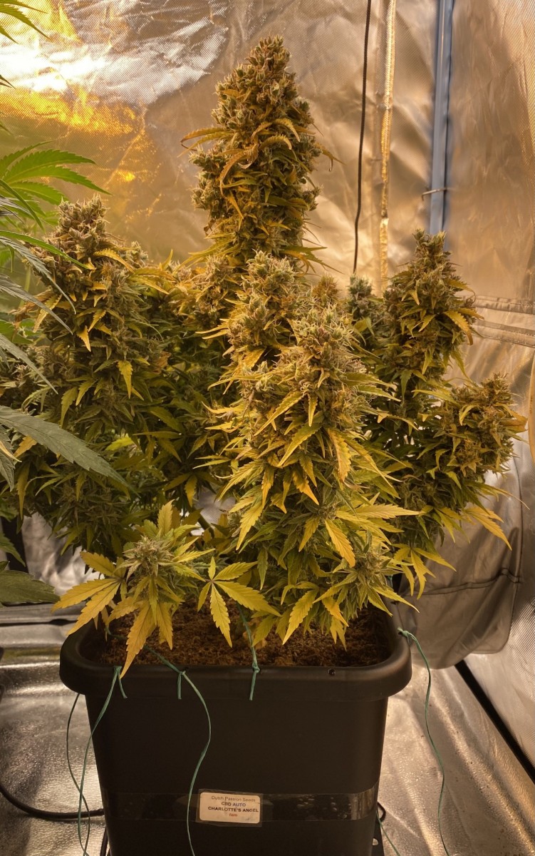 FBDF1216-A134-45CF-9E80-4235ED18B2B0