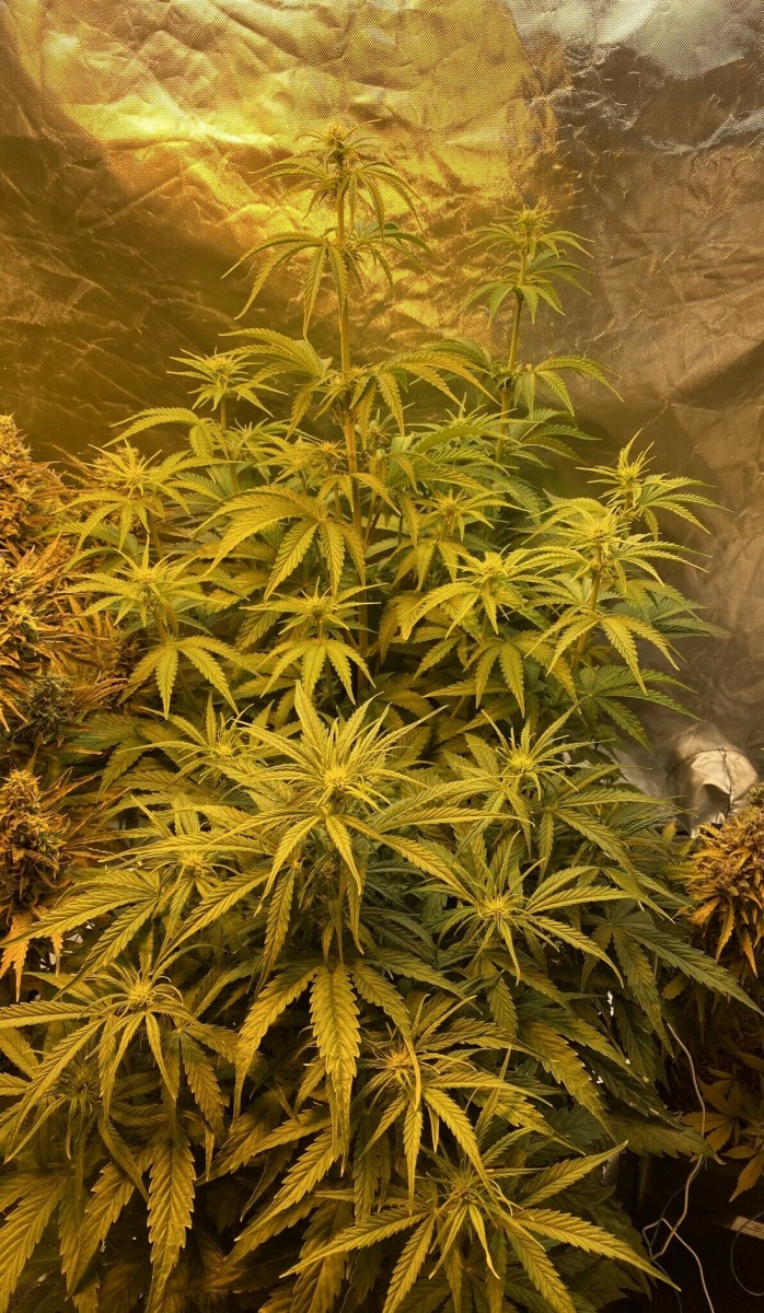 A6F4EEF2-49C8-41A0-88A5-6D58EB491187