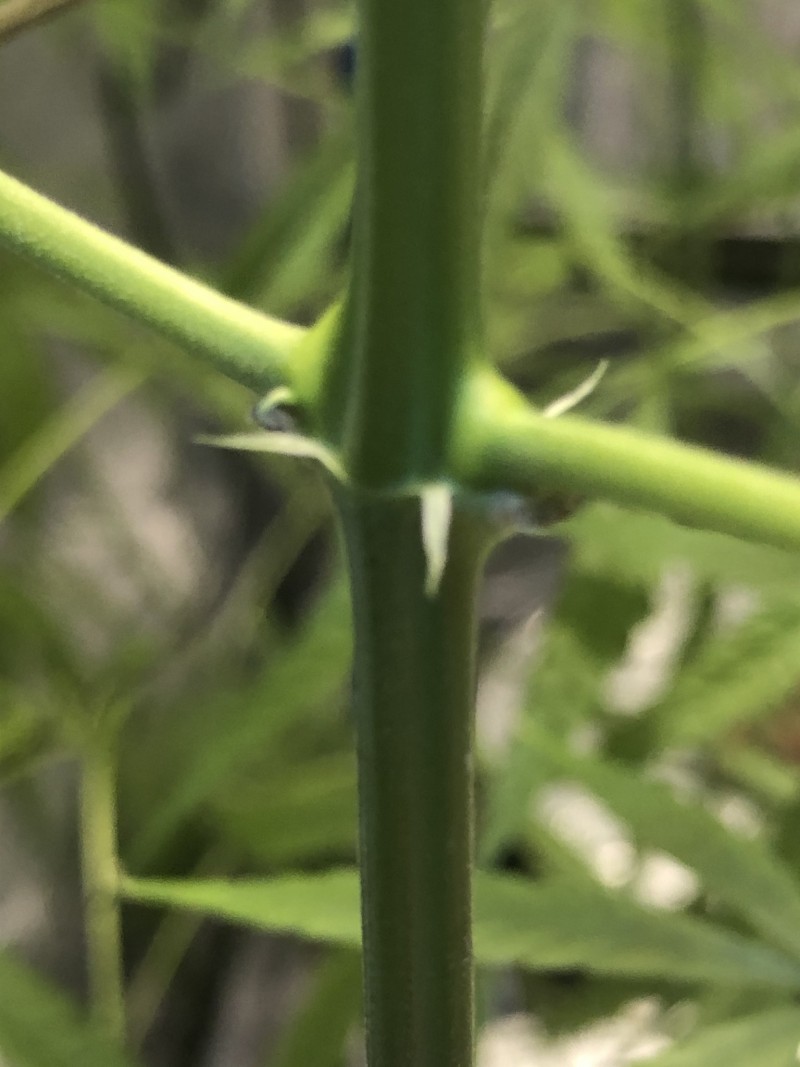 C429C67A-18BF-435A-86A6-D6DB803BD4A8