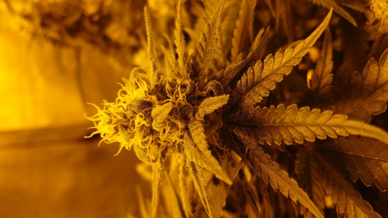 DSC_0575_1606932058341