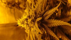 DSC_0575_1606932058341