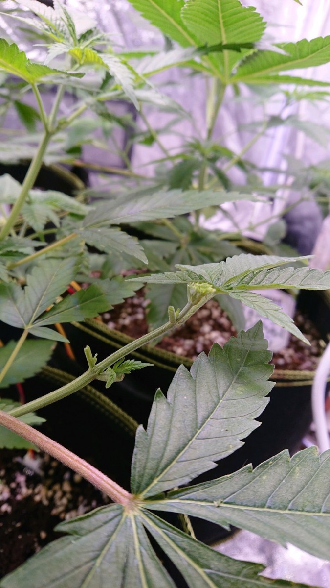 obscura1607460690601